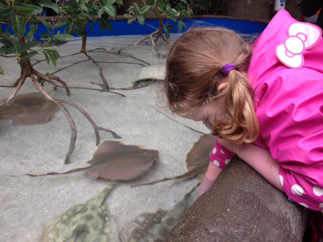 Point Def Zoo girl petting sting ray