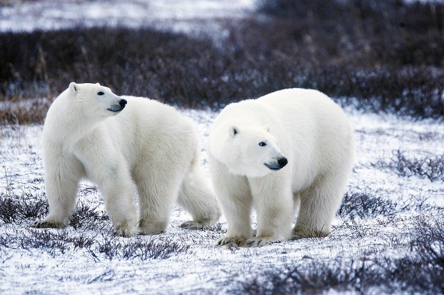 Act Like a Polar Bear with Snowy Day Activities (No Mittens Required)