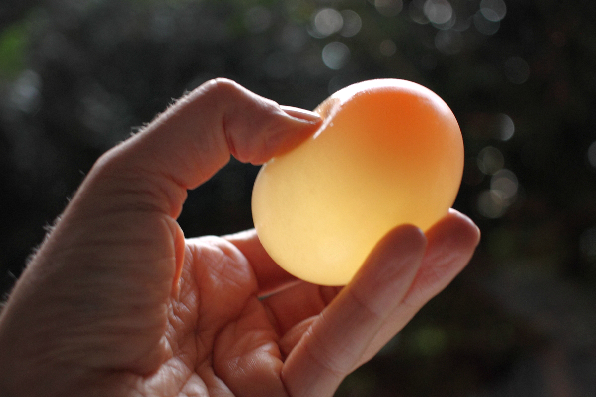 biology experiments with eggs