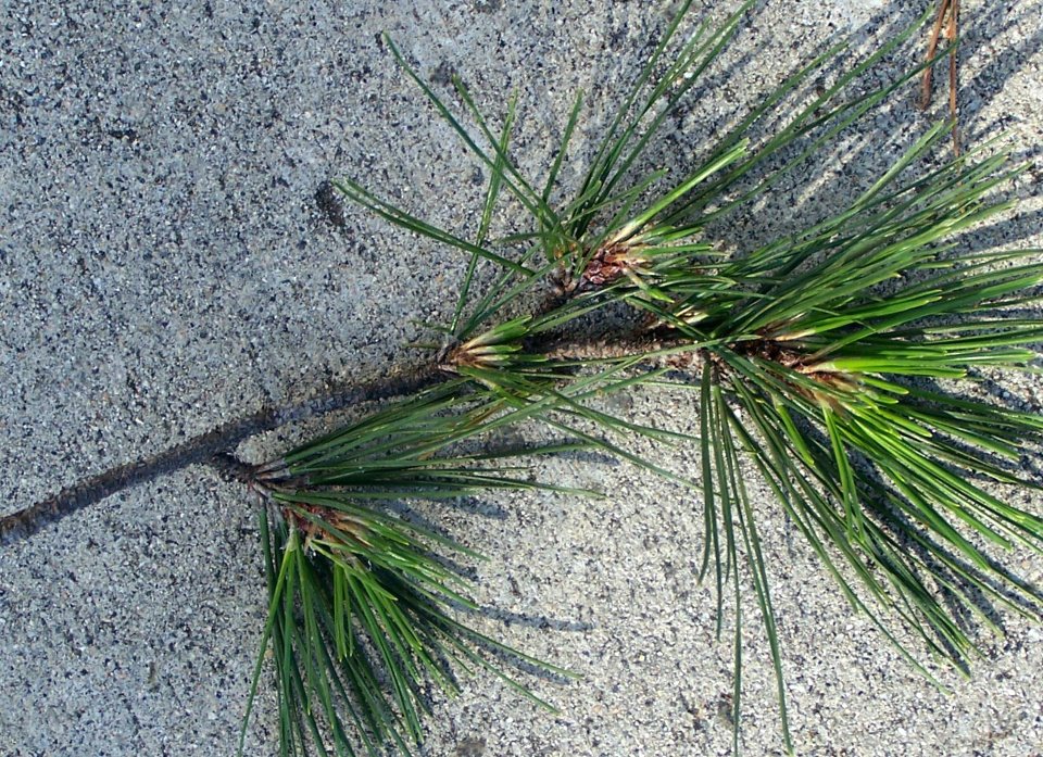 Stopping to Smell the Pine Needles Tinybeans