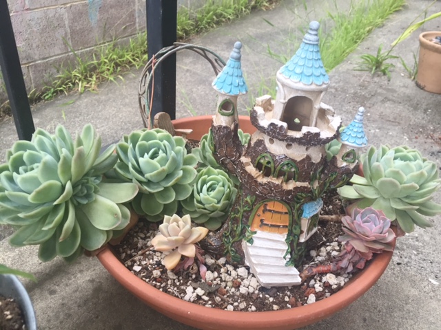 a succulent fairy garden for kids