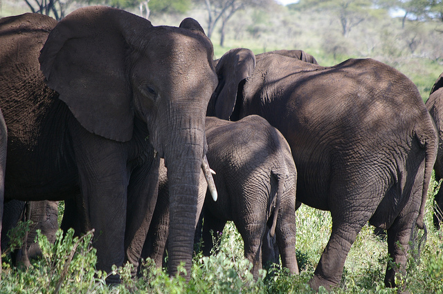 elephant group 