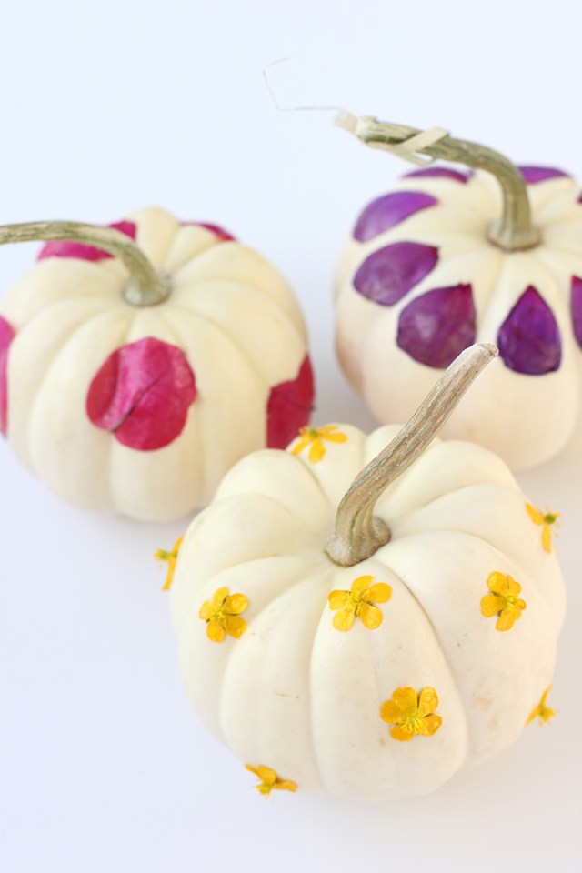 Three white pumpkins are decorated with colorful flower petals