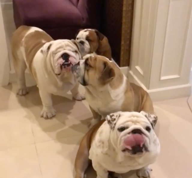 10 Adorable English Bulldogs That Will Love You Forever
