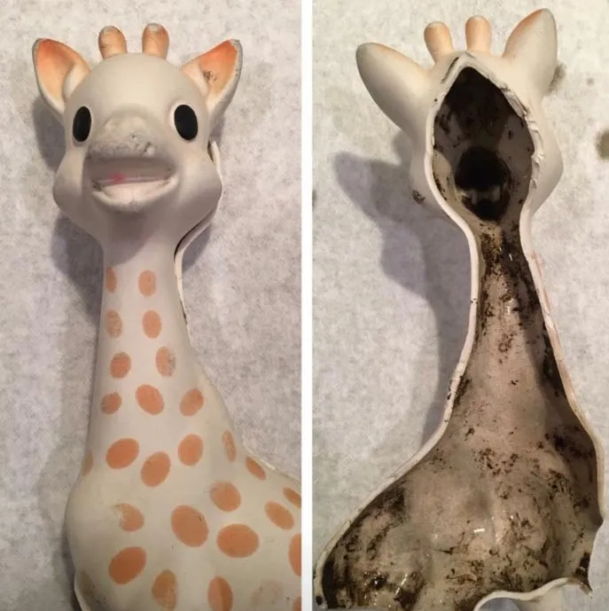 What Could Be Growing Inside Your Baby's Sophie the Giraffe