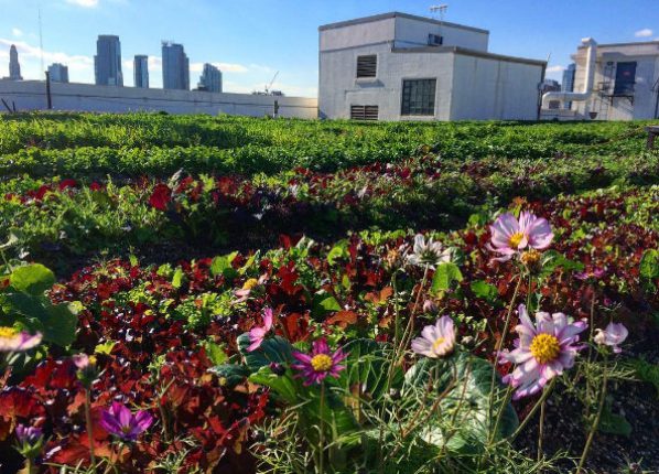 Brooklyn Grange urban rooftop farm