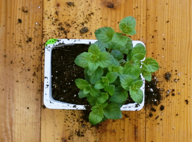 Make Your Own Mini Herb Garden with Only 4 Supplies