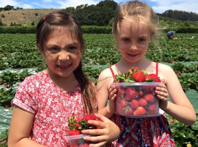 Two girls hold a basket of strawberries they picked
