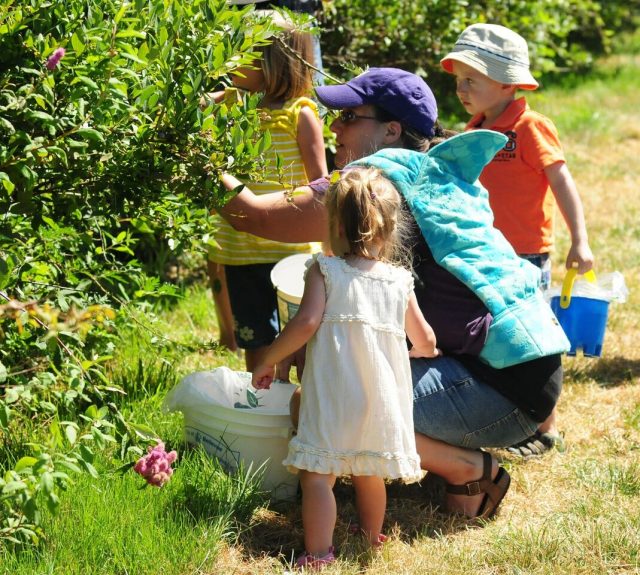 A family picks blueberries