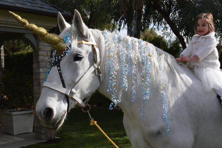 Dallas Cowboys fans viral horse identifies as a unicorn