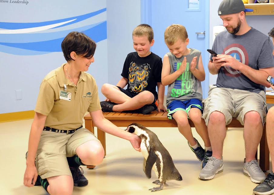 From Africa to Antartica: Wild Encounters at Brookfield Zoo - Tinybeans