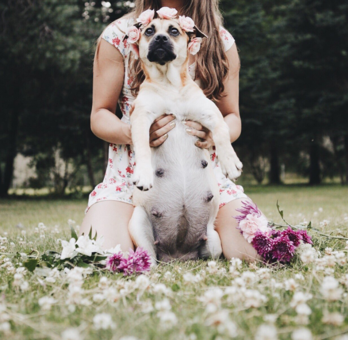 Dog's Maternity Shoot