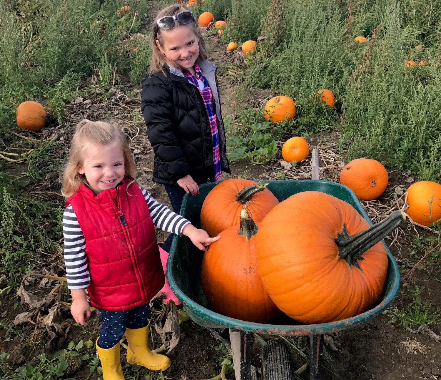 Pumpkin Patches In Denver Colorado | October 2021