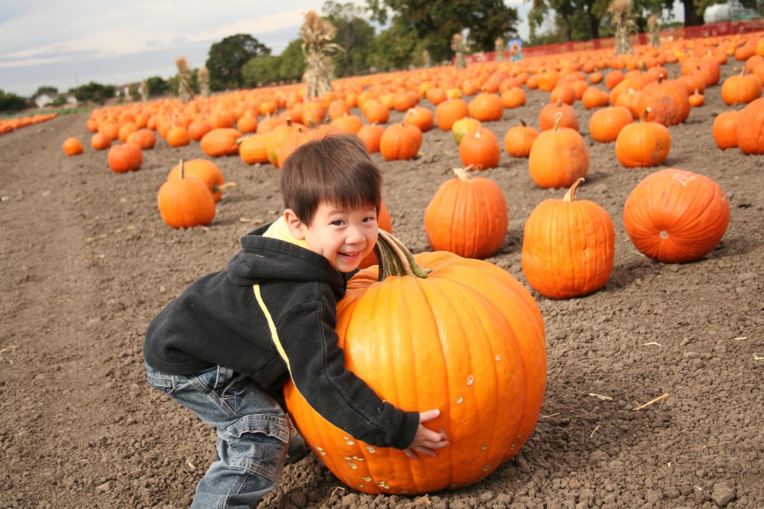 The Great Pumpkin: Our Favorite Miami Pumpkin Patches.