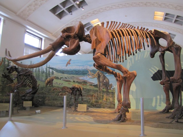 MammothSkeleton-cc-Bryant Olsen via Flickr