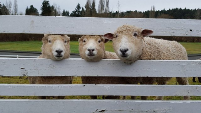 spring festivals seattle, sheep shearing