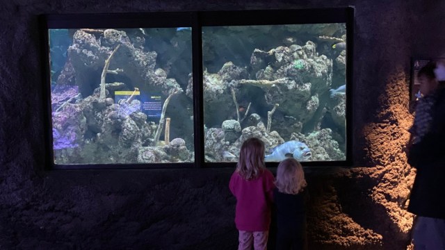 two kids stand in front of a window at Seattle Aquarium watching fish