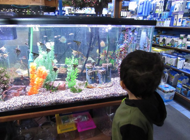So, Your Kids Want to Get a Pet Fish: Here’s What You Need to Know