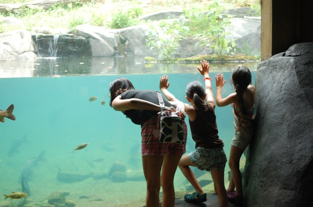 Go Wild: A Guide to The Bronx Zoo