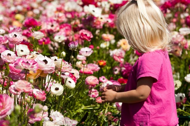 These 5 Botanical Gardens Are Open & Have Flowers for Days