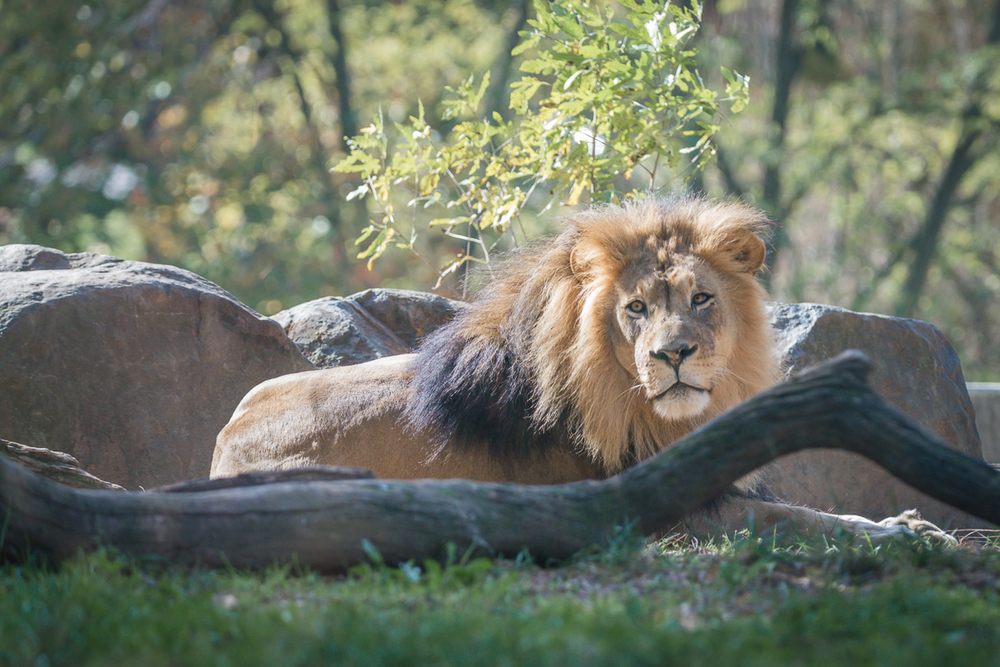 The Maryland Zoo in Baltimore is one of the best zoos in the US