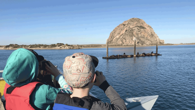 Where to See Sea Lions, Elephant Seals & Whales