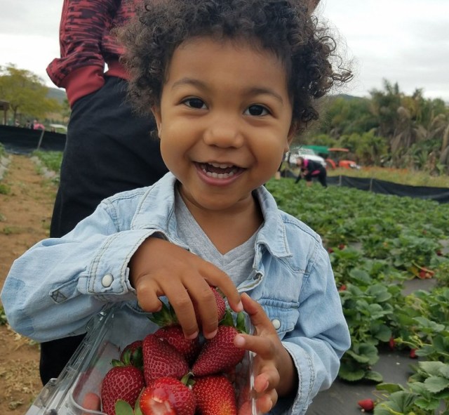 A toddler holds a strawberry as they berry pick