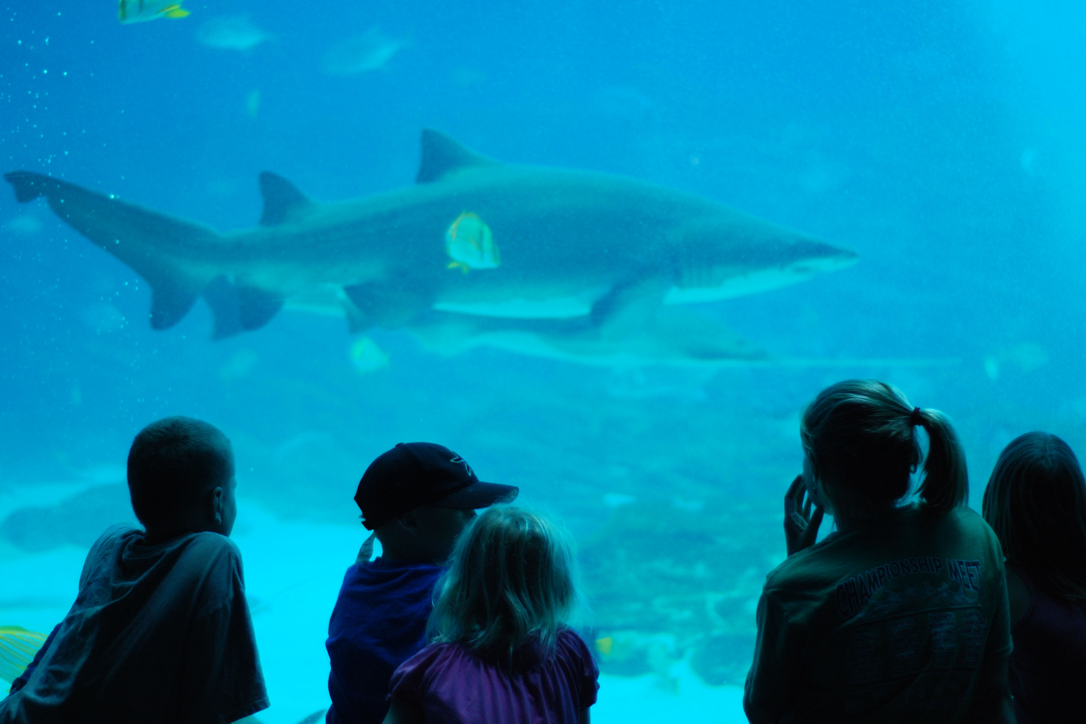 Dive In An Insider's Guide to the Aquarium Tinybeans