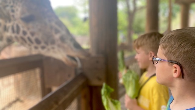 two boys feeding a giraffe at the Dallas Zoo, one of the best zoos in the US