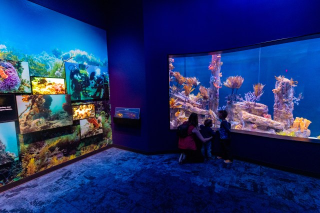 Birch Aquarium’s New Must-See Seadragons & Seahorses Exhibit