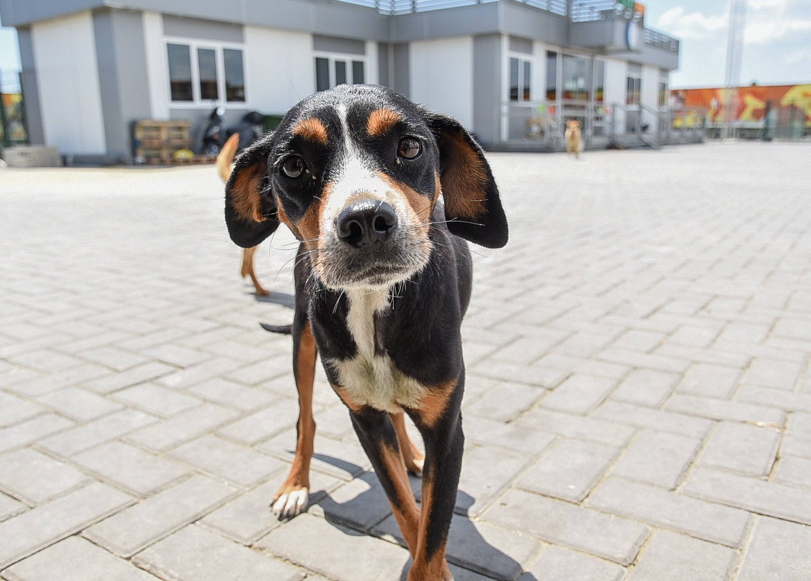 Best Kid Books About Dogs