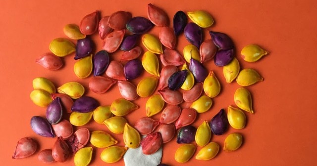 fall science experiments with pumpkin seeds