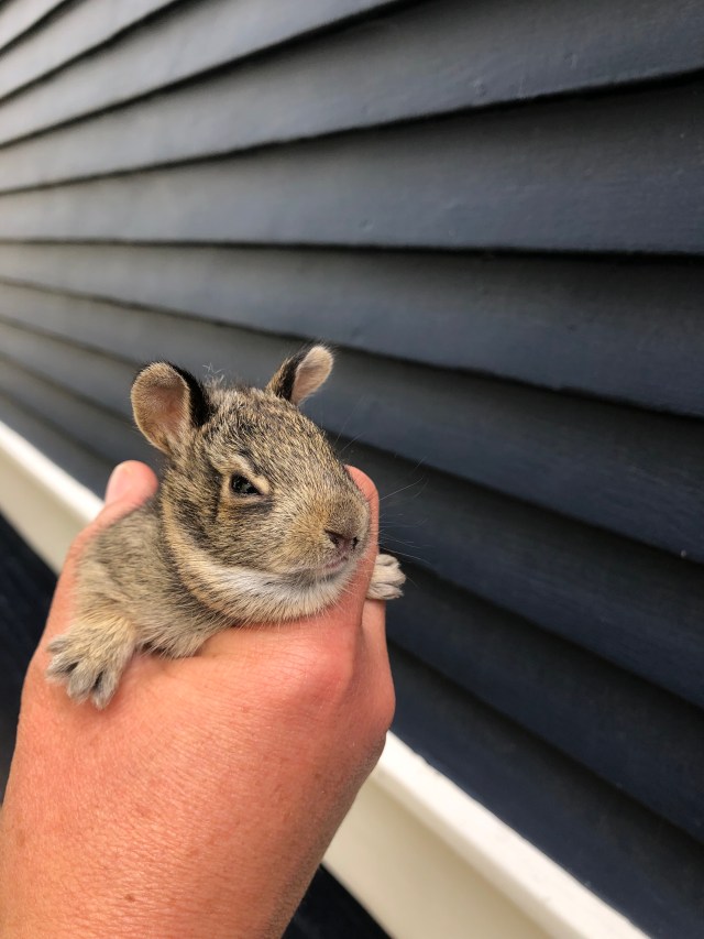 Saving Baby Bunnies & Other Brave Acts of Courage