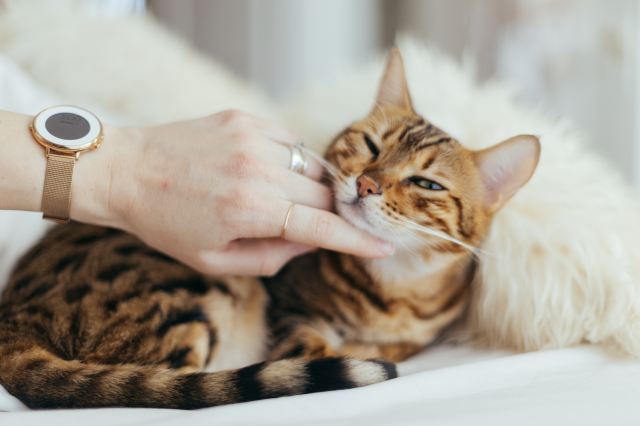 Why Family Pets Are Good for Your Health, According to Science