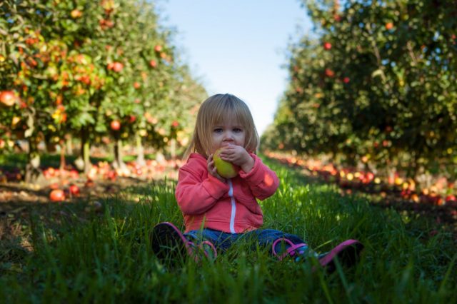 Cross the Border to Wisconsin for Pumpkins, Mazes, Apples & More!