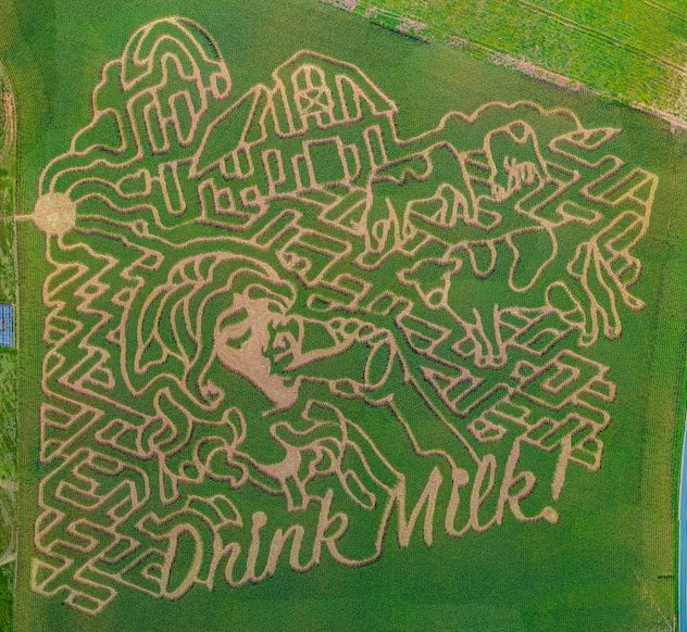 Drink Milk Lawyers Farm Maze