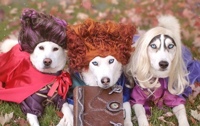 These Dogs Dressed as the ‘Hocus Pocus’ Sanderson Sisters Will Put a Spell on You