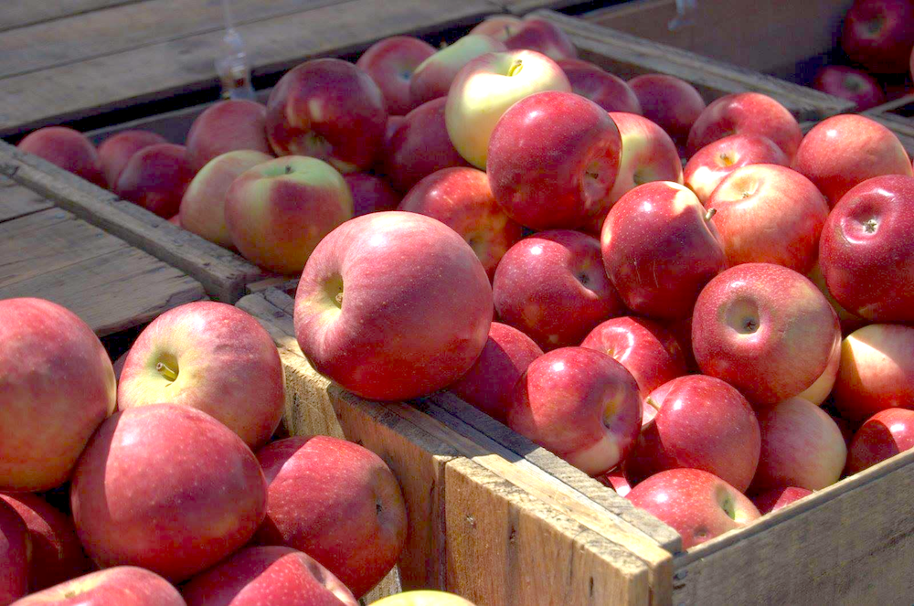 Recall Alert Apples Recalled Over Listeria Concern Tinybeans