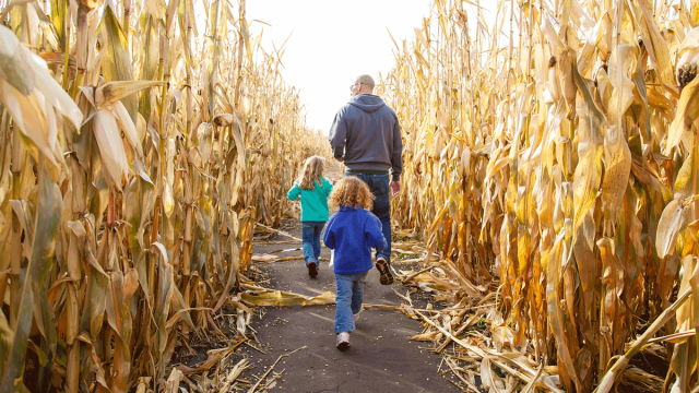 Aw, Shucks! We’re All Ears for These Crazy Corn Mazes