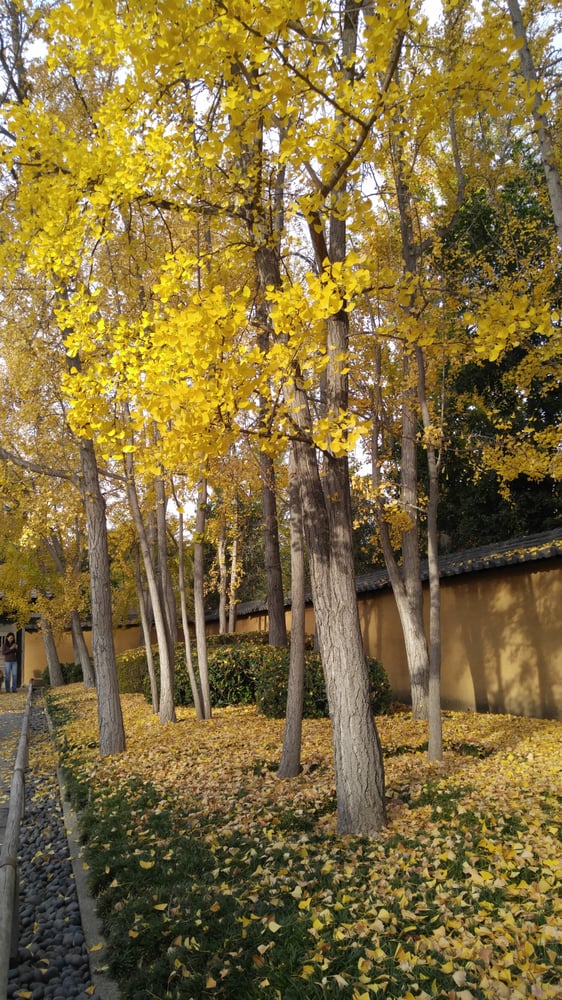 fall foliage near Los Angeles
