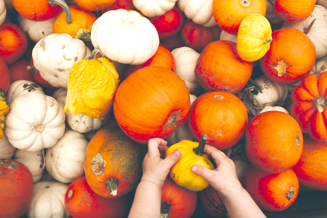 fall festival, pumpkins, carving, pumpkin picking, toddler fall, harvest, halloween, autumn