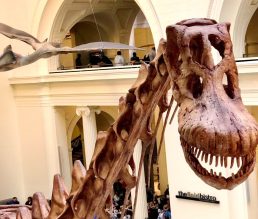 things to do with kids in chicago dinosaur at field museum