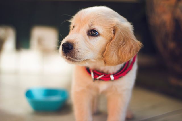 These Are the Most Popular Pet Names of 2019