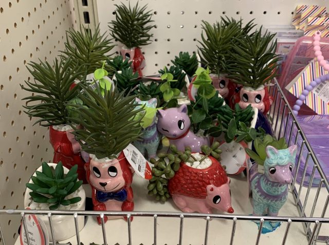Target’s Adorable Valentine’s Succulents Are All You Need to Feel the Love