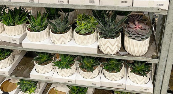 These Succulent Trios Are Under $20 & It’s Time for a Costco Run