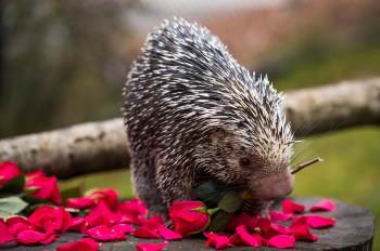 valentines day activities seattle