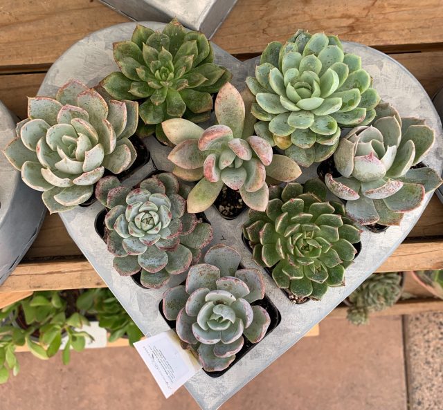 Trader Joe’s Heart Succulents Are the Perfect Way to Share the Love