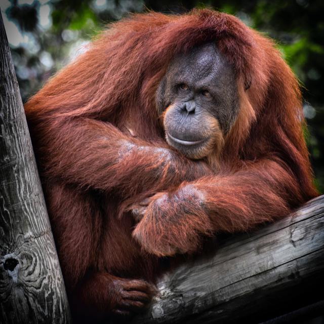 learn about orangutans in youtube channels for kids.