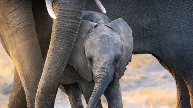Meghan Markle to Narrate New Disney+ Documentary, “Elephant”