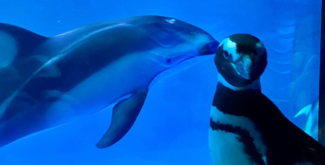 Penguins Tour Aquarium During Coronavirus Closure